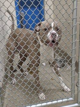DOZER -  Pit Bull Terrier and Mixed Breed Dog for Adoption in Anchorage, Alaska - DOZER | PetCurious