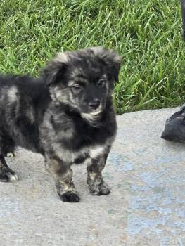 Terrier Dogs Available for Adoption - Handsome | PetCurious