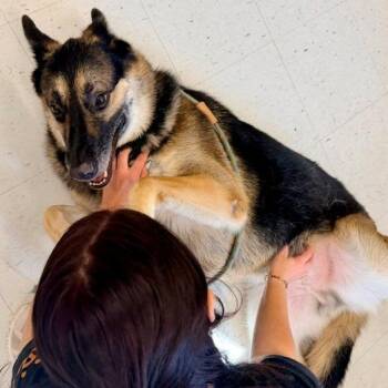 Jiraiya -  German Shepherd Dog Dog for Adoption in Marshall, Virginia - Jiraiya | PetCurious