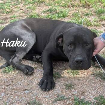 Pit Bull Terrier and Mixed Breed Dogs Available for Adoption - Haku | PetCurious