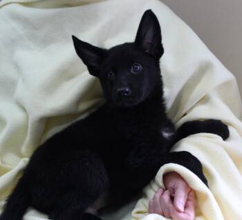 Grizzly 44003 -  Shepherd Dog for Adoption in Prattville, Alabama - Grizzly 44003 | PetCurious