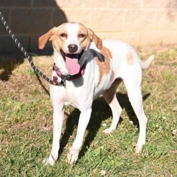 Lemon -  Hound Dog for Adoption in Richmond, Virginia - Lemon | PetCurious