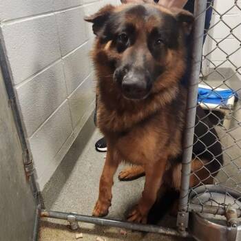 CALHOUN -  German Shepherd Dog Dog Available for Adoption - CALHOUN | PetCurious