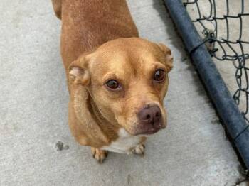 SUZETTE -  Dachshund and Mixed Breed Dog for Adoption in Tulsa, Oklahoma - SUZETTE | PetCurious