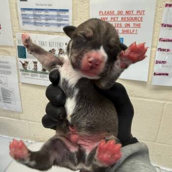 Rescue Mixed Breed Dogs for Adoption in Bartlett, Tennessee - Ash (Formerly Kaine) | PetCurious