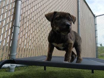 Pit Bull Terrier Dogs Available for Adoption in Liberty, Missouri - Toph | PetCurious