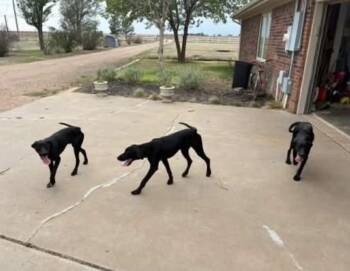 Harrison -  German Shorthaired Pointer and Golden Retriever Dog for Adoption in Severance, Colorado - Harrison | PetCurious