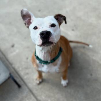 Rescue Pit Bull Terrier Dogs for Adoption in Detroit, Michigan - River | PetCurious
