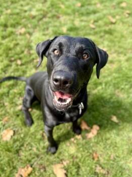 Major -  Black Labrador Retriever Dog for Adoption in Roseburg, Oregon - Major | PetCurious