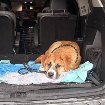 German Shepherd Dog and Saint Bernard Dogs Available for Adoption in Saratoga Springs, New York - Mabel | PetCurious