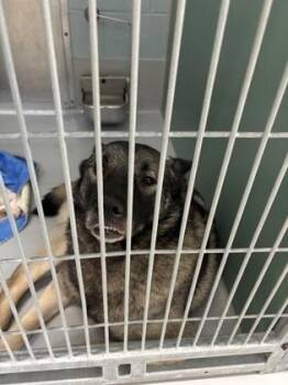 Minks 1101-26 -  Norwegian Elkhound and Mixed Breed Dog for Adoption in Cumming, Georgia - Minks 1101-26 | PetCurious