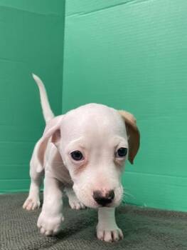 Alvin -  Mixed Breed Dog for Adoption in Houston, Texas - Alvin | PetCurious