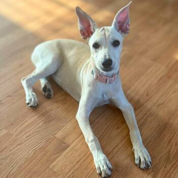 Rescue Mixed Breed Dogs for Adoption in Baldwin, Maryland - Killari | PetCurious