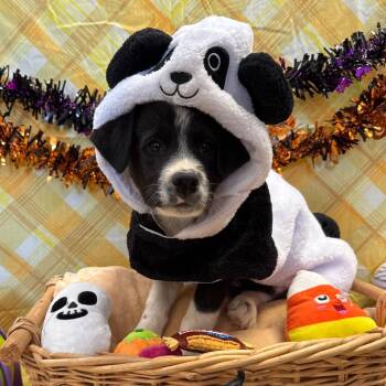 Eric -  Border Collie and Mixed Breed Dog for Adoption in Goleta, California - Eric | PetCurious
