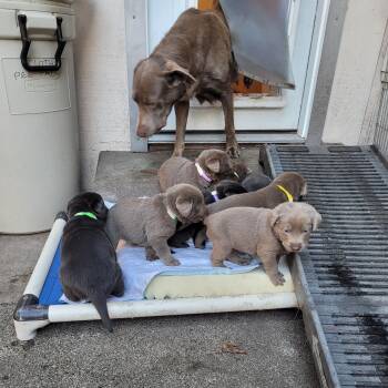 Rescue Labrador Retriever Dogs for Adoption in Sequim, Washington - Stars Hollow Puppies | PetCurious