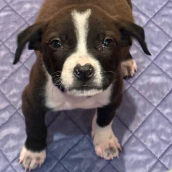 Mixed Breed Dogs Available for Adoption in Buffalo, Minnesota - Log | PetCurious