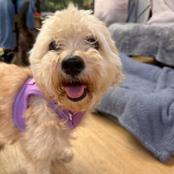 Ambrosia 14171 -  Cairn Terrier Dog for Adoption in San Francisco, California - Ambrosia 14171 | PetCurious