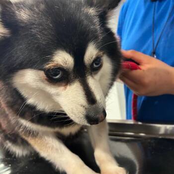 Sue -  Klee Kai Dog for Adoption in Northbrook, Illinois - Sue | PetCurious