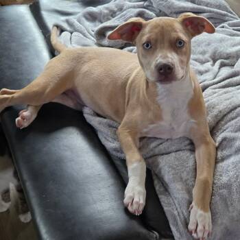 HEAVEN -  Labrador Retriever Dog for Adoption in Nashville, Tennessee - HEAVEN | PetCurious