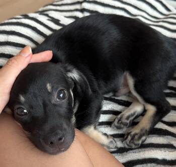 Maui -  Chihuahua Dog for Adoption - Maui | PetCurious