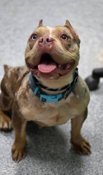 Pit Bull Terrier Dogs Available for Adoption in Huntington, Indiana - Maple | PetCurious