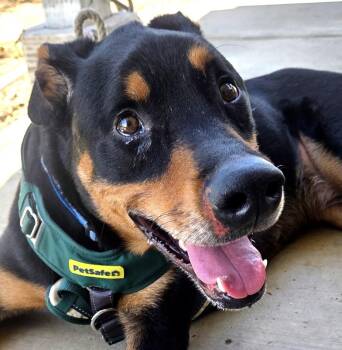 FOSTER OR ADOPT ME - ROCKY good with small and large dogs -  Doberman Pinscher and Black Labrador Retriever Dog for Adoption in San Marcos, California - FOSTER OR ADOPT ME - ROCKY Good With Small And Large Dogs | PetCurious