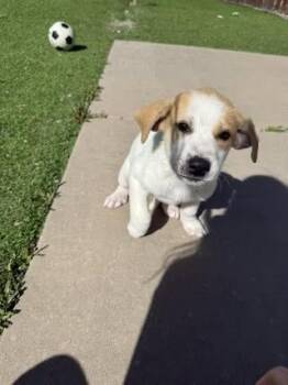 Labrador Retriever Dogs Available for Adoption in Colorado Springs, Colorado - Red | PetCurious