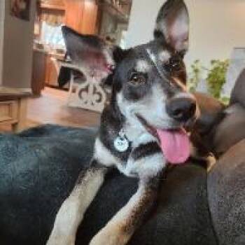 Maeve -  Husky and Shepherd Dog for Adoption in Monticello, New York - Maeve | PetCurious