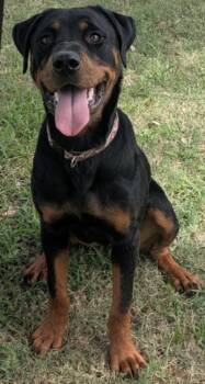 BEAUTY -  Rottweiler and Mixed Breed Dog for Adoption in Texas City, Texas - BEAUTY | PetCurious