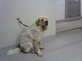 RUFUS -  Great Pyrenees and Mixed Breed Dog for Adoption in Pasadena, Texas - RUFUS | PetCurious
