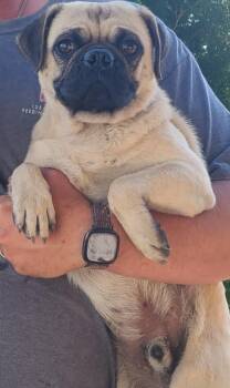 Rescue Pug Dogs for Adoption in Fort Stockton, Texas - Mochi | PetCurious