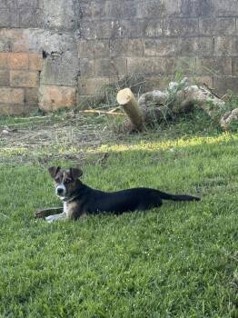 Mixed Breed Dogs Available for Adoption in Naranjito, Naranjito - Brookie | PetCurious