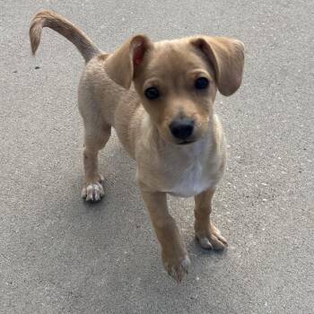 Terrier and Chihuahua Dogs Available for Adoption - Bruno | PetCurious