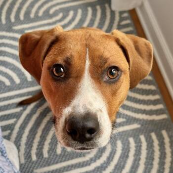 Rescue American Foxhound and American Staffordshire Terrier Dogs for Adoption in Ridgeland, South Carolina - Molly | PetCurious