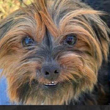 LUNA -  Yorkshire Terrier Dog for Adoption in Chicopee, Massachusetts - LUNA | PetCurious