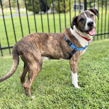 Rico -  Shepherd and Terrier Dog for Adoption in Falls Church, Virginia - Rico | PetCurious