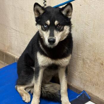 Husky Dogs Available for Adoption - Wilson | PetCurious