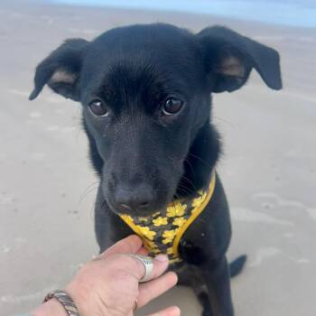 Terrier Dogs Available for Adoption in Kingsville, Texas - Boba | PetCurious