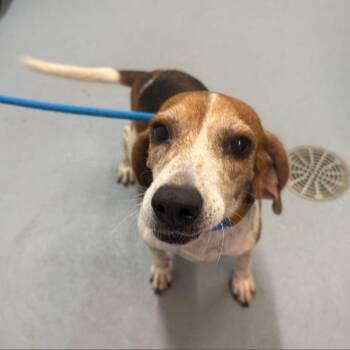 Jolene -  Beagle Dog for Adoption in Washington, District Of Columbia - Jolene | PetCurious