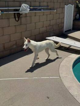 Rescue Siberian Husky Dogs for Adoption in Rancho Cucamonga, California - Lady | PetCurious