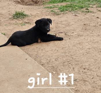 Lex -  Australian Cattle Dog Blue Heeler and Black Labrador Retriever Dog Available for Adoption in Cleveland, Oklahoma - Lex | PetCurious
