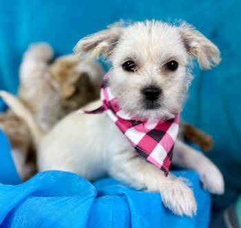Rescue Yorkie Poo Dogs for Adoption in Hondo, Texas - Spirit - The Life Of The Party! | PetCurious