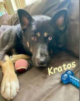 Rescue German Shepherd Dog Dogs for Adoption in Palm Harbor, Florida - Kratos | PetCurious
