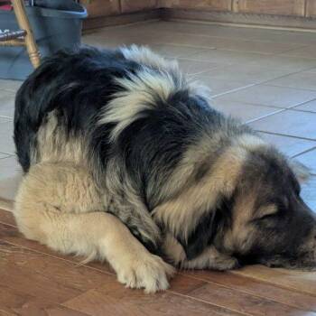 Shepherd and Great Pyrenees Dogs Available for Adoption in Leesburg, Alabama - Rex | PetCurious