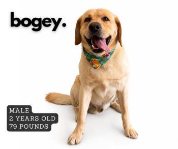 Bogey -  Labrador Retriever Dog for Adoption in Ashland, Kentucky - Bogey | PetCurious