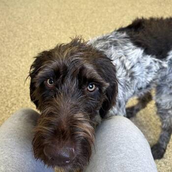 Sansa (Enrico, Virginia) -  German Wirehaired Pointer Dog for Adoption in Santa Rosa, California - Sansa (Enrico, Virginia) | PetCurious