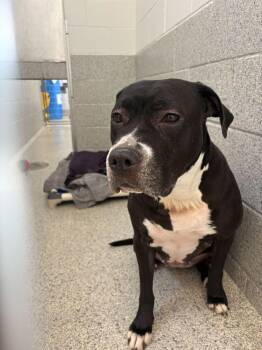 Pit Bull Terrier Dogs Available for Adoption - Lyra | PetCurious