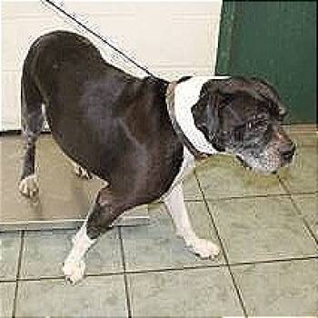 Rescue Pit Bull Terrier and Boxer Dogs for Adoption in Brock, Texas - Hoss | PetCurious