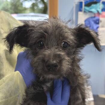 Rescue Mixed Breed Dogs for Adoption in Redwood Valley, California - Sugar Boogar | PetCurious