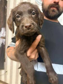 Labradoodle Dogs Available for Adoption - Rusty (R Boys) | PetCurious